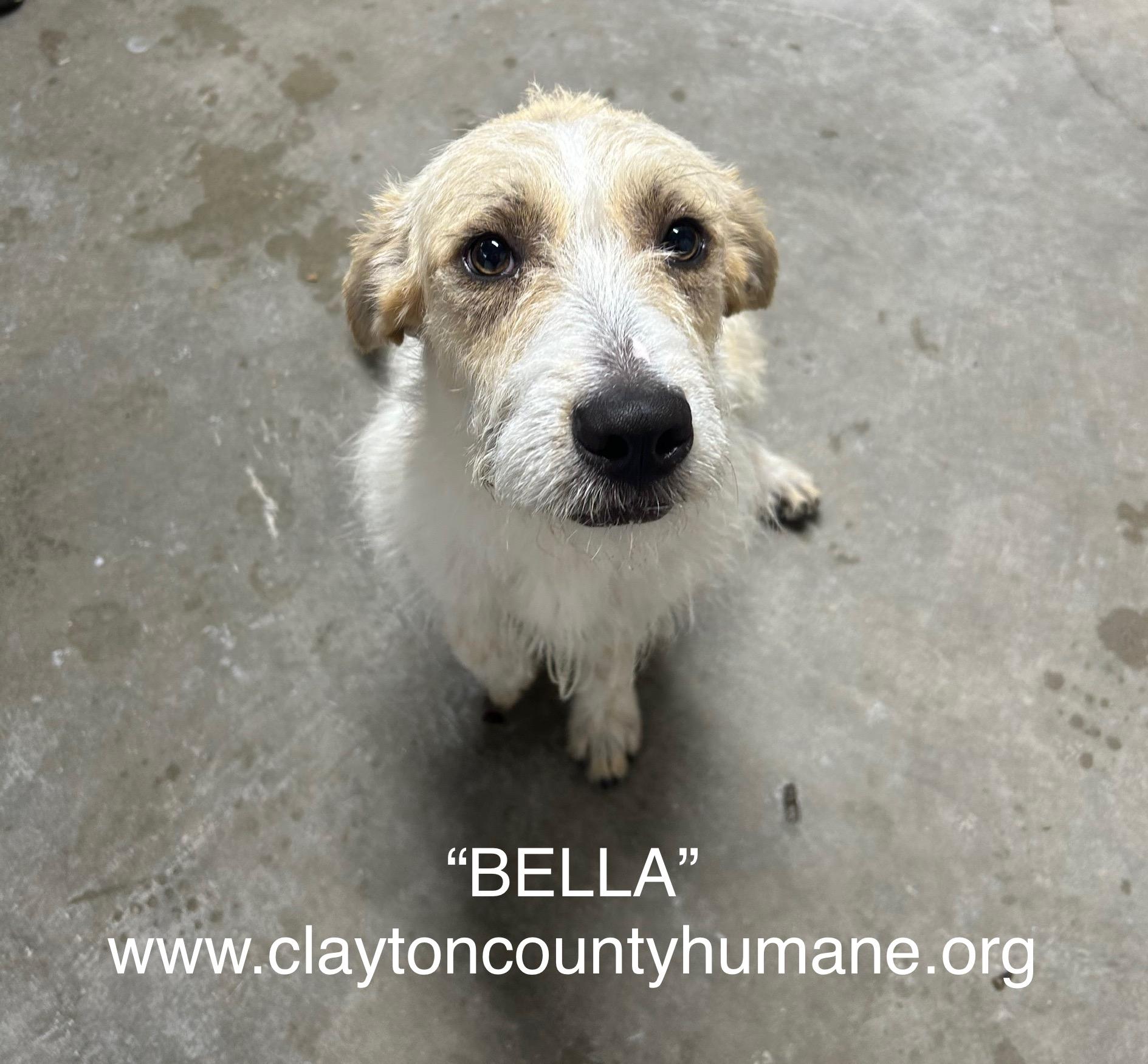 Enlarge Bella, a Adoptable mixed breed in Jonesboro, GA image 1/1