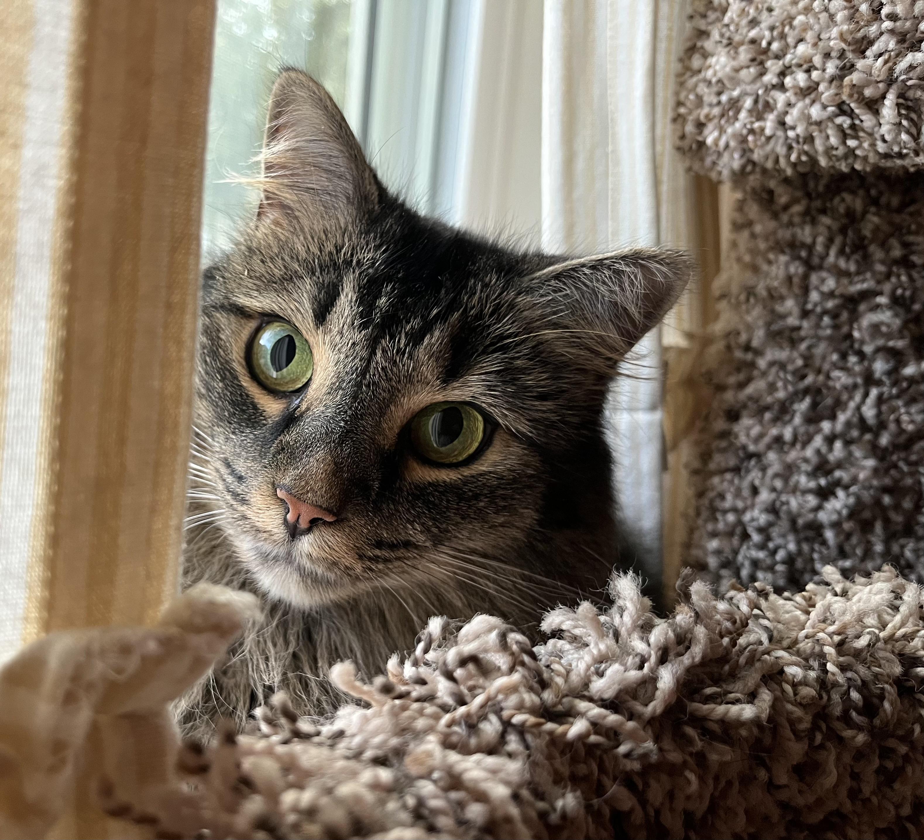 Enlarge Sophie, a Adoptable Domestic Long Hair in SIMPSONVILLE, SC image 3/5