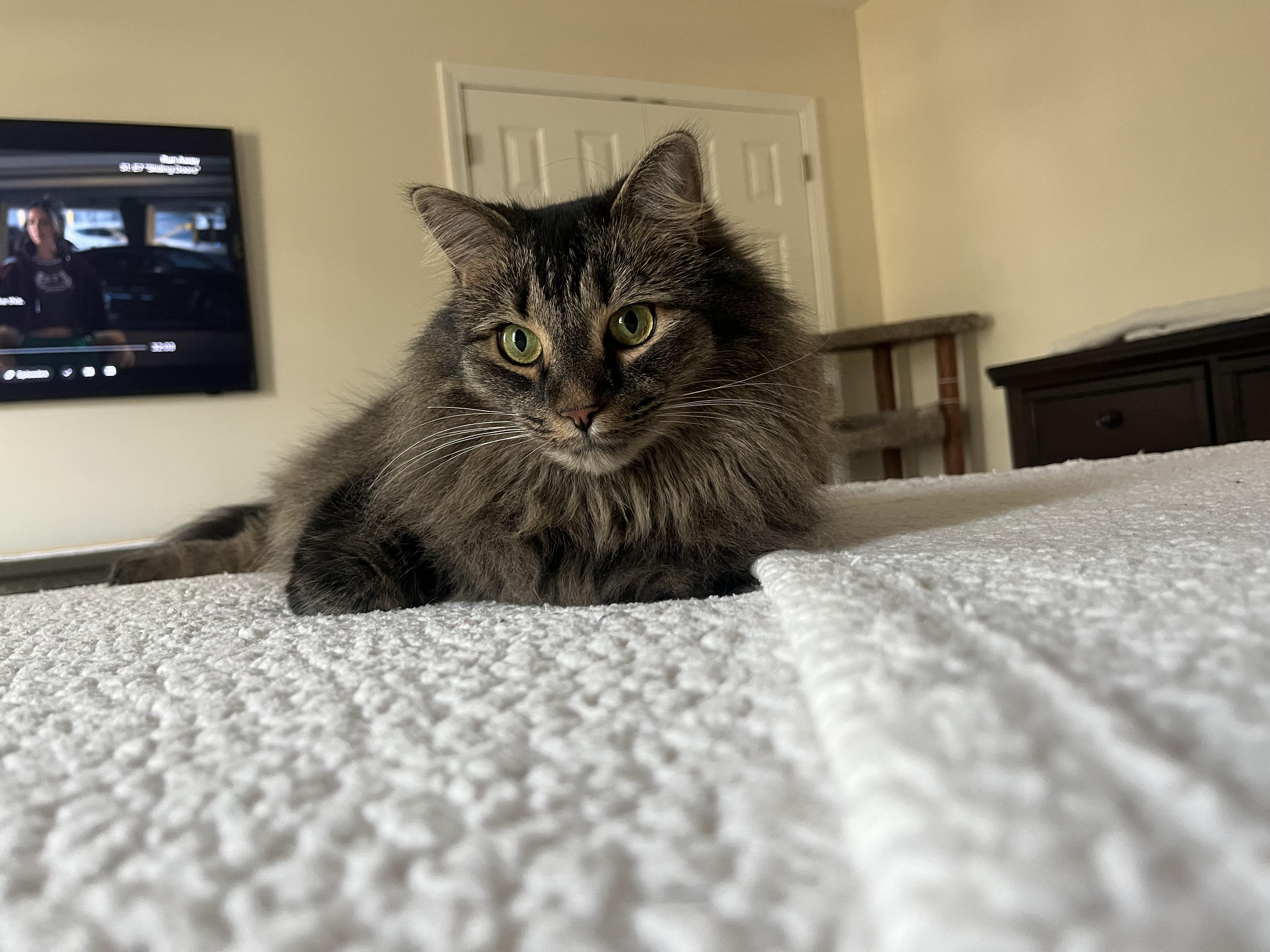 Sophie, a Adoptable Domestic Long Hair in SIMPSONVILLE, SC image 5/5