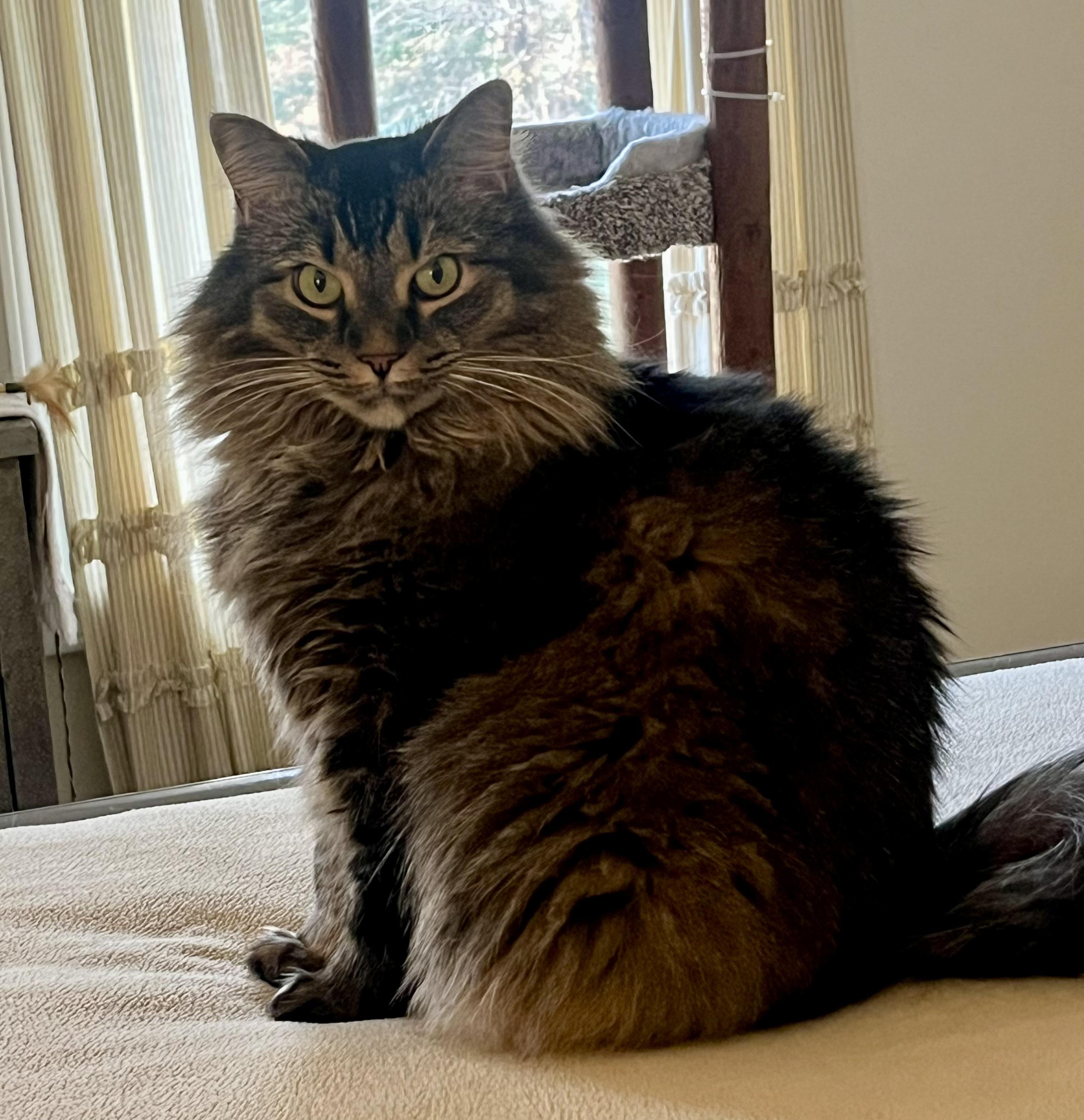 Sophie, a Adoptable Domestic Long Hair in SIMPSONVILLE, SC image 4/5