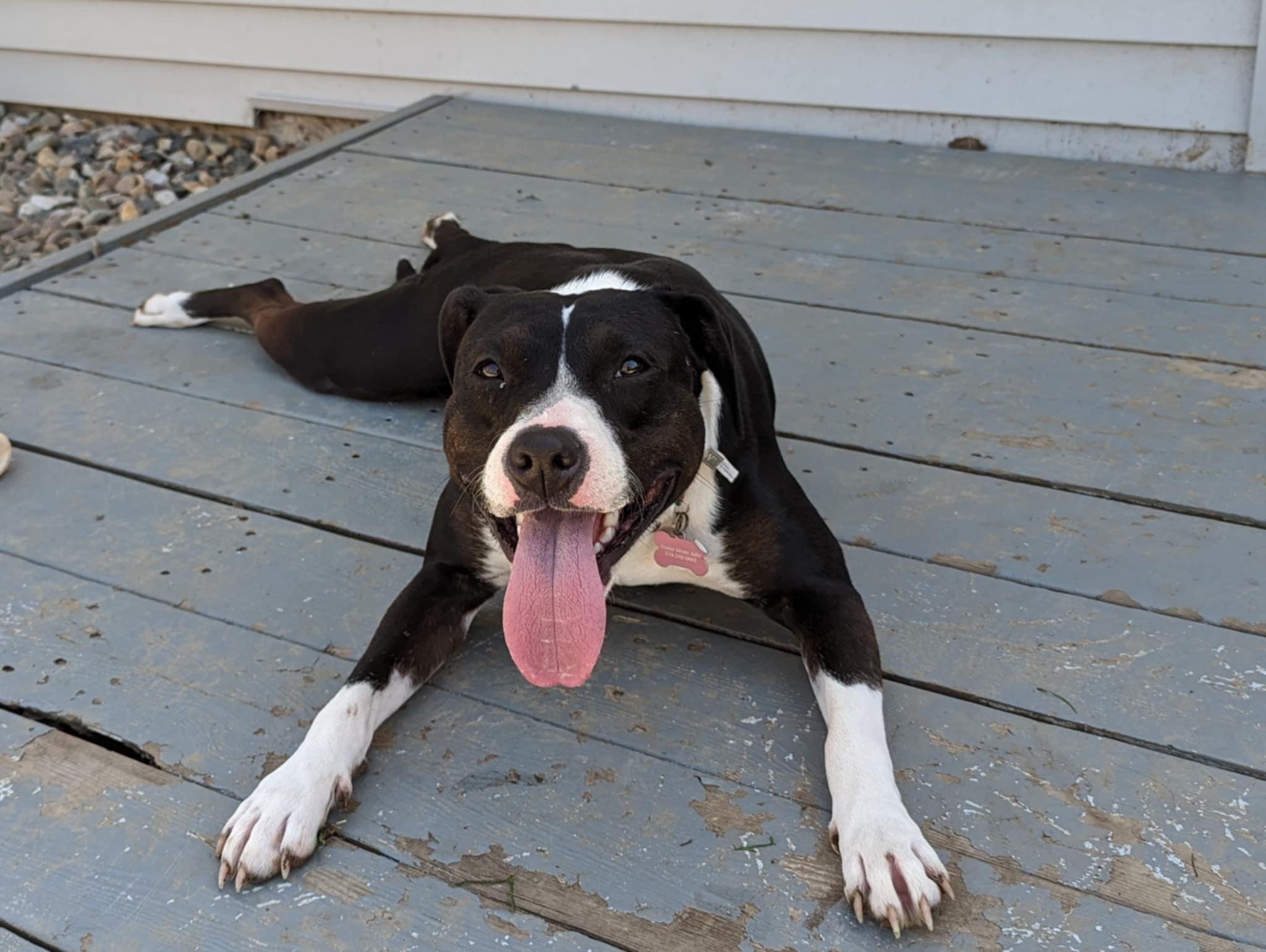 Millie, a Adoptable Pit Bull Terrier in Indianapolis, IN image 3/6