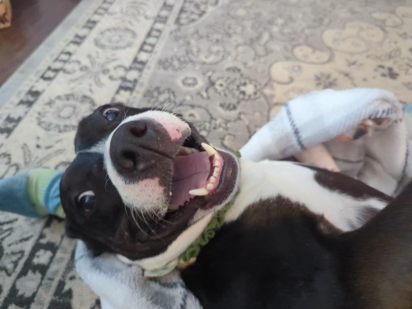 Millie, a Adoptable Pit Bull Terrier in Indianapolis, IN image 2/6