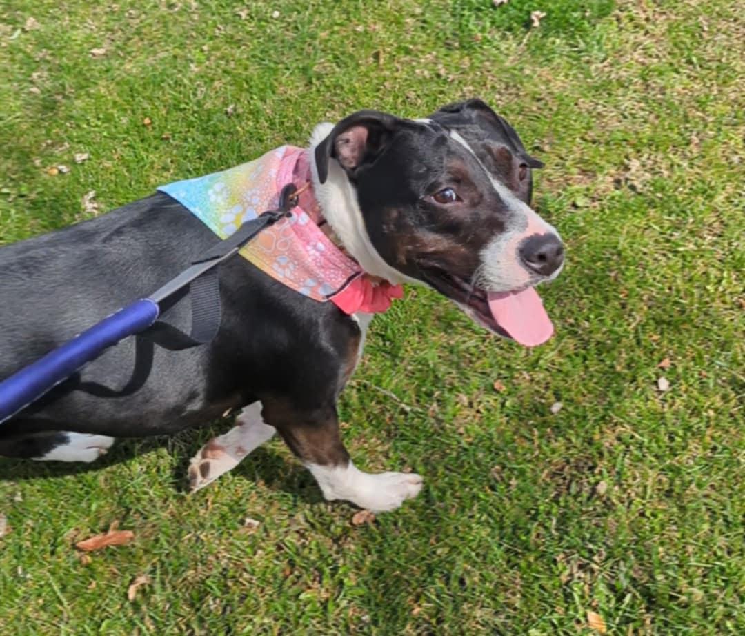 Millie, a Adoptable Pit Bull Terrier in Indianapolis, IN image 4/6