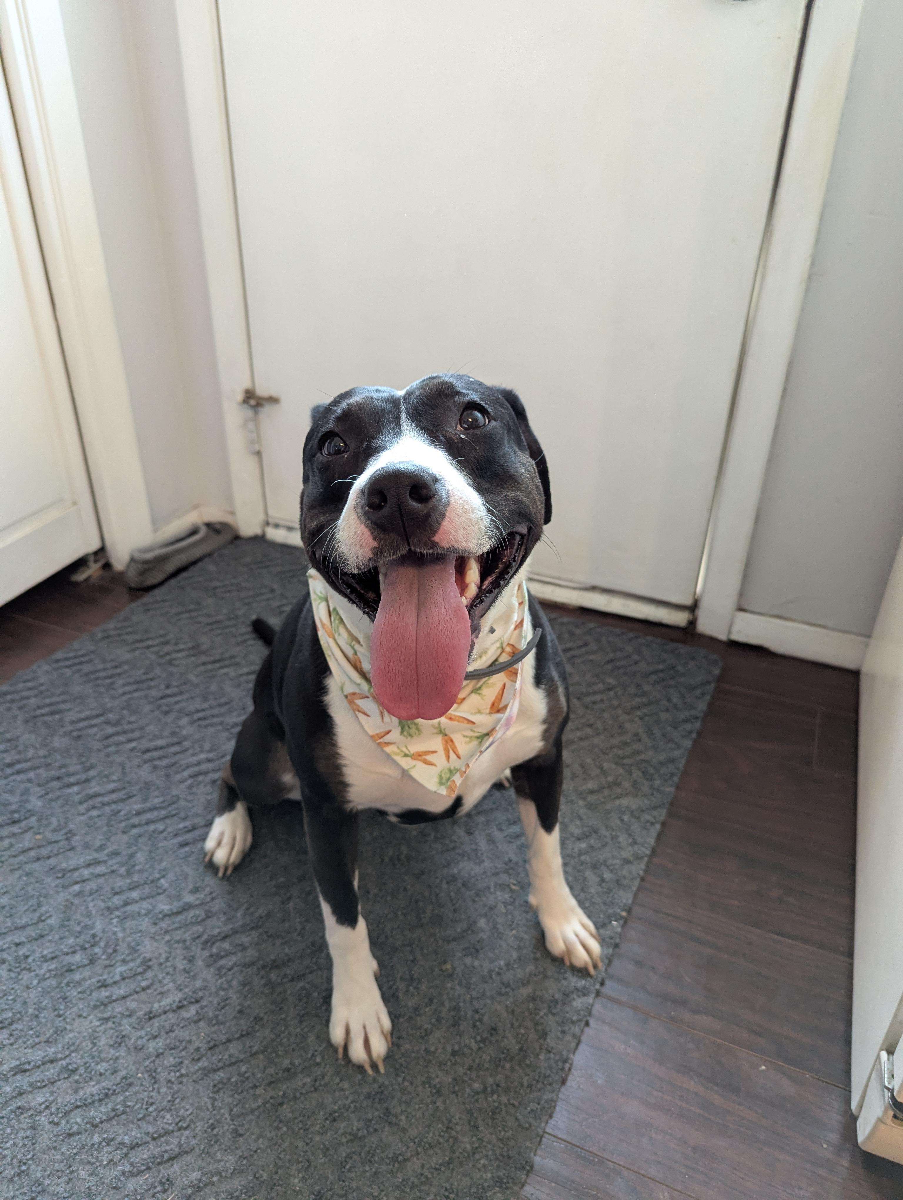 Millie, a Adoptable Pit Bull Terrier in Indianapolis, IN image 5/6