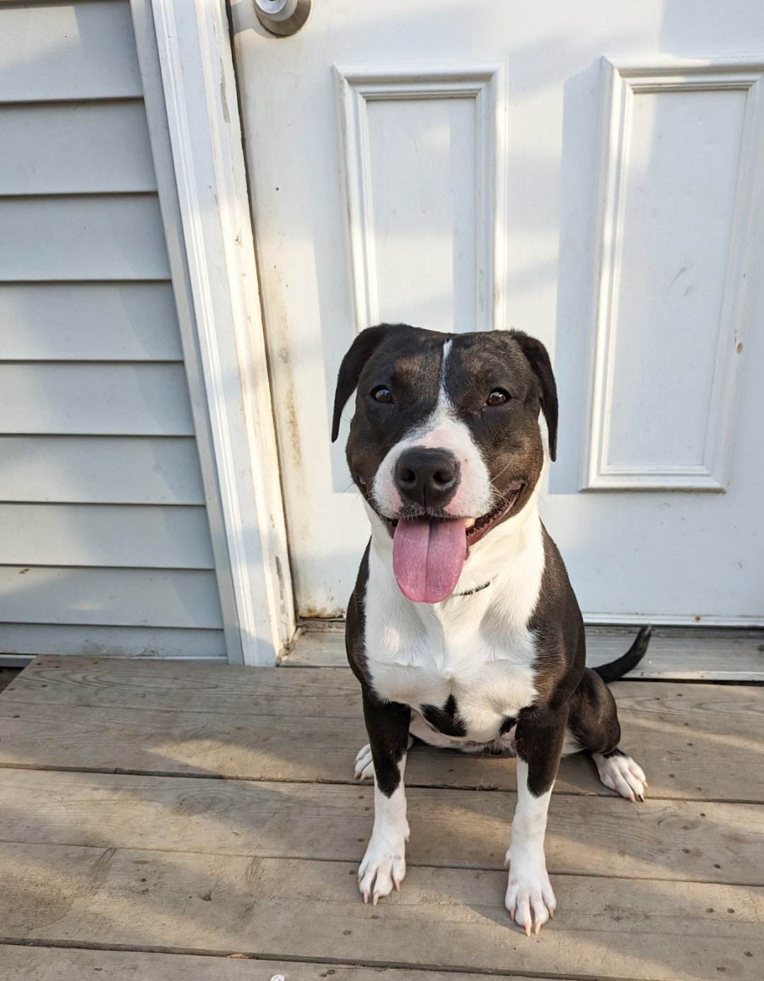 Millie, a Adoptable Pit Bull Terrier in Indianapolis, IN image 1/6