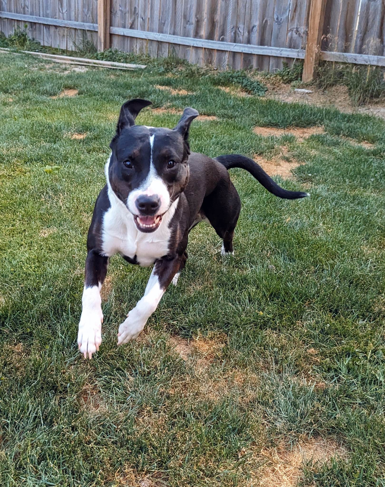 Millie, a Adoptable Pit Bull Terrier in Indianapolis, IN image 6/6