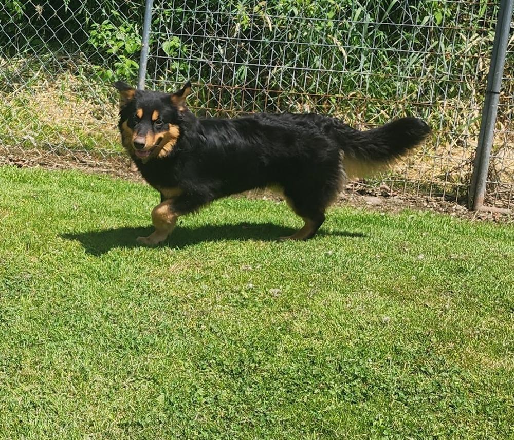 RORY 133-26, a ADOPTABLE mixed breed in Cambridge, OH image 3/5