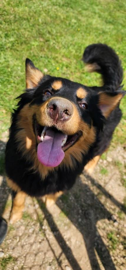 RORY 133-26, ADOPTABLE, Young Female Australian Shepherd & Border Collie.