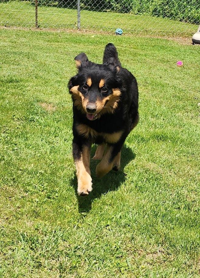 RORY 133-26, a ADOPTABLE mixed breed in Cambridge, OH image 2/5
