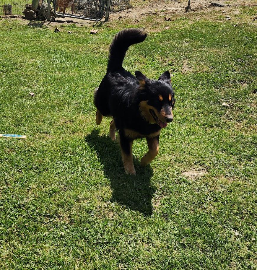 RORY 133-26, a ADOPTABLE mixed breed in Cambridge, OH image 4/5