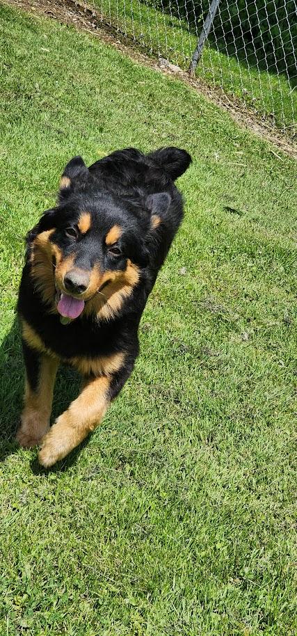 RORY 133-26, a ADOPTABLE mixed breed in Cambridge, OH image 5/5