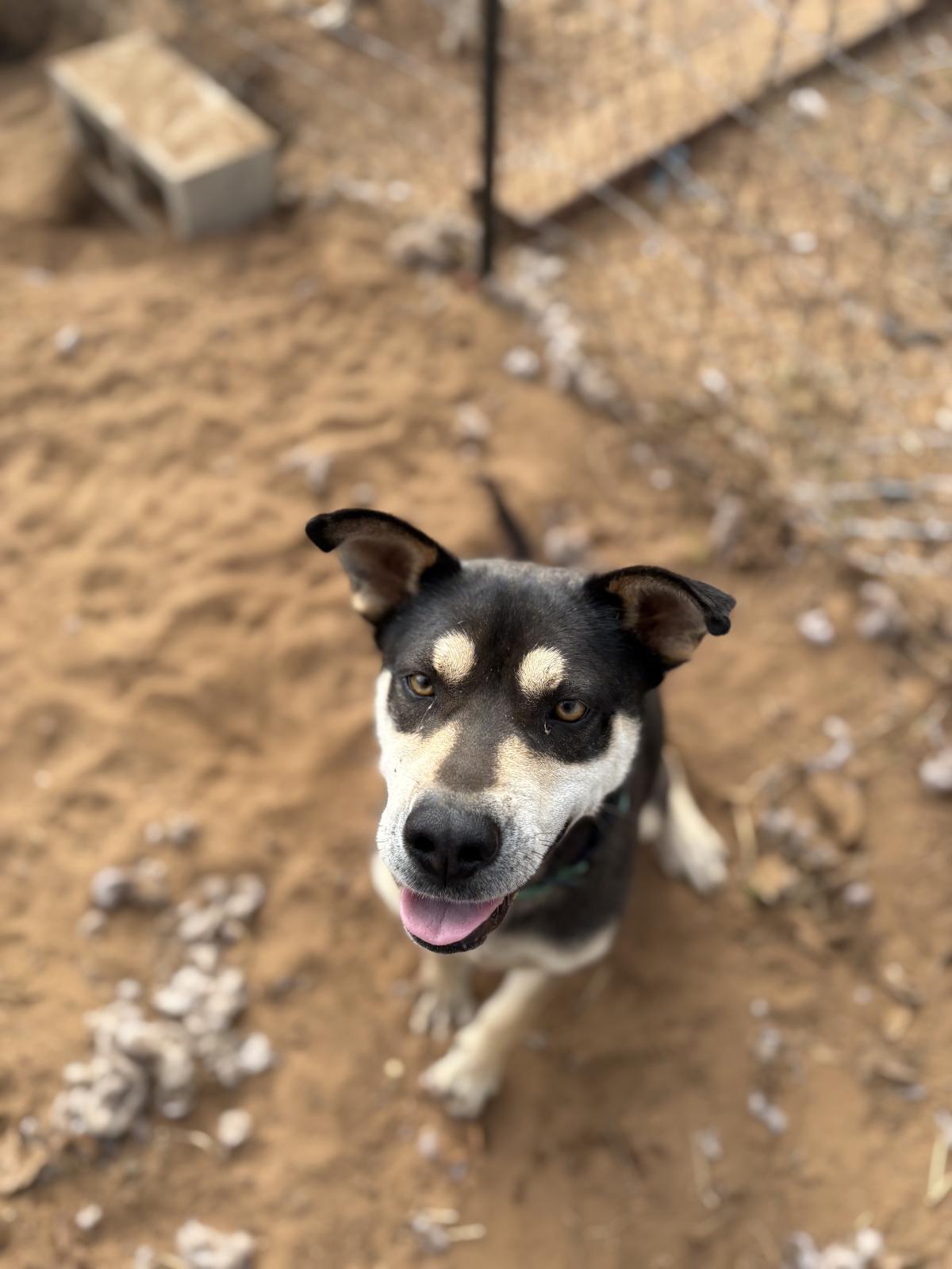 Coraline, ADOPTABLE, Young Female Husky.