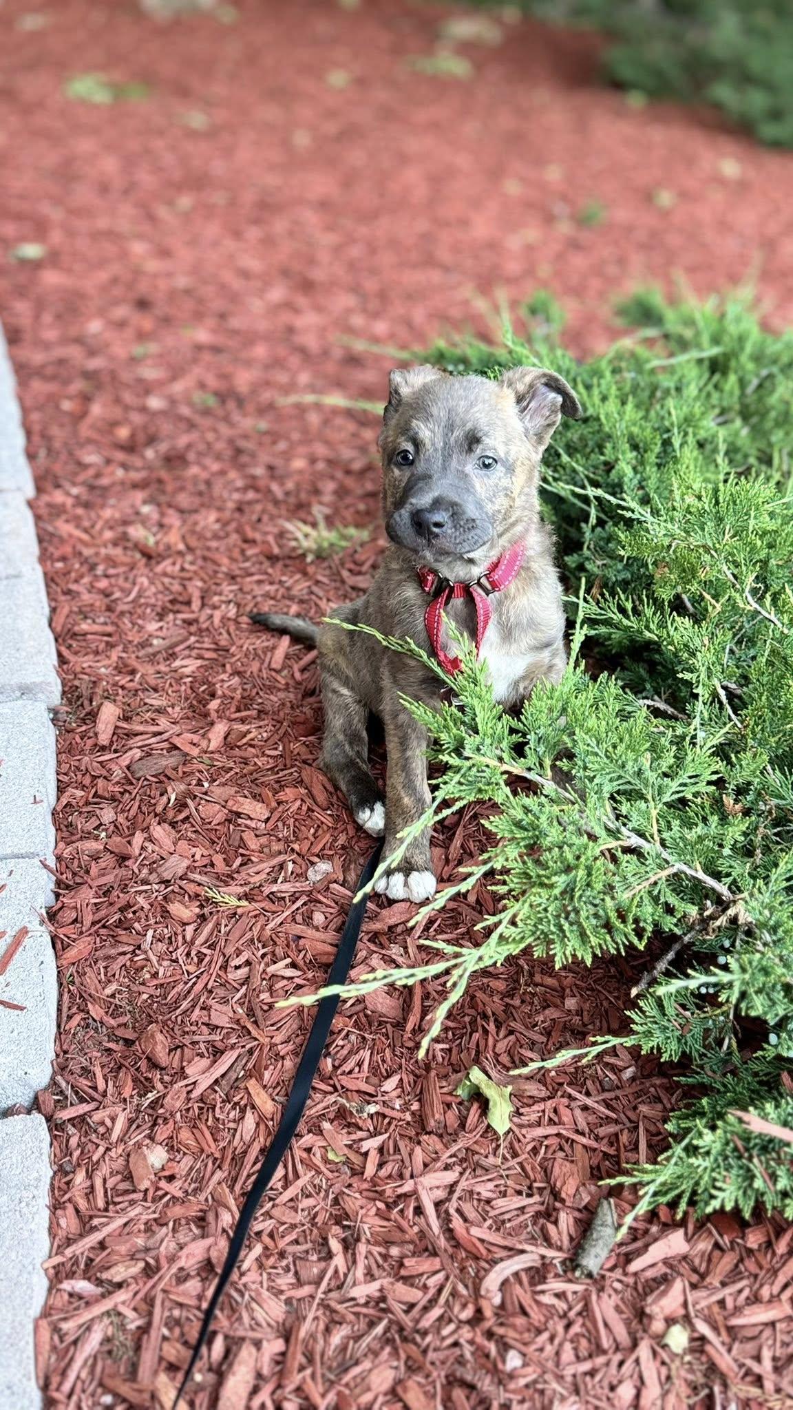 Enlarge Juniper, a ADOPTABLE mixed breed in Riverdale, NJ image 3/6