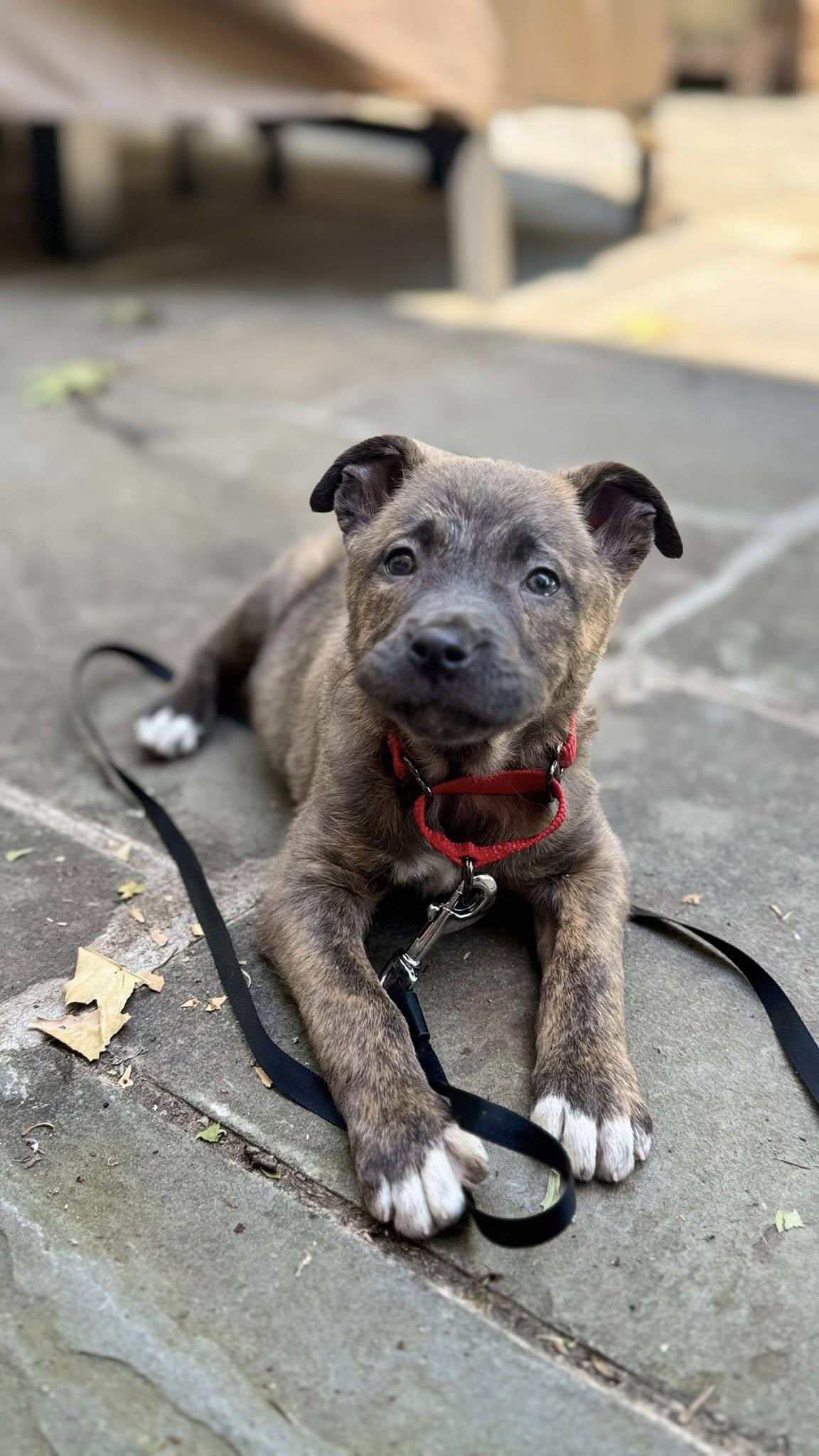 Enlarge Juniper, a ADOPTABLE mixed breed in Riverdale, NJ image 6/6