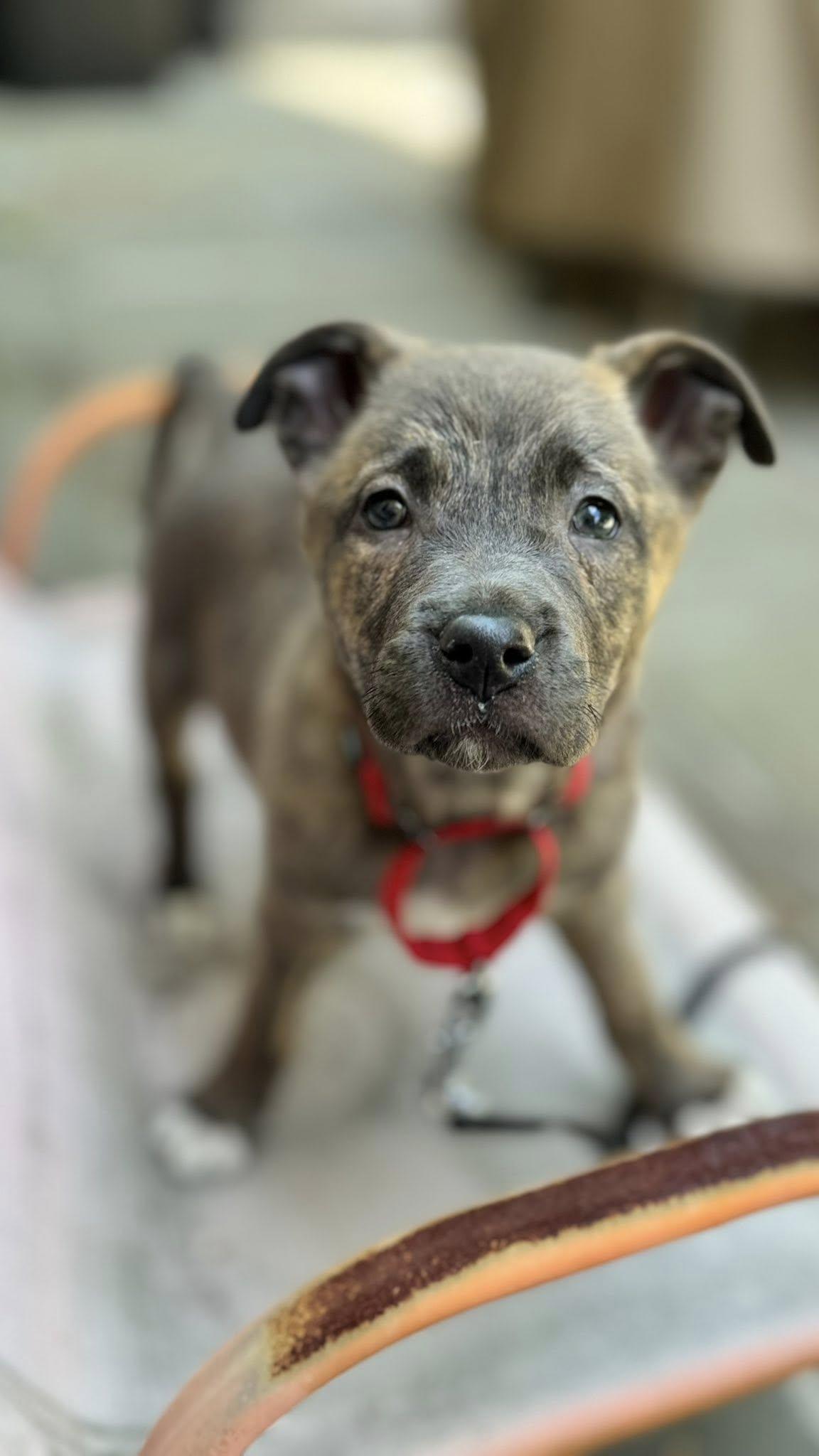 Juniper, ADOPTABLE, Puppy Female Mixed Breed.