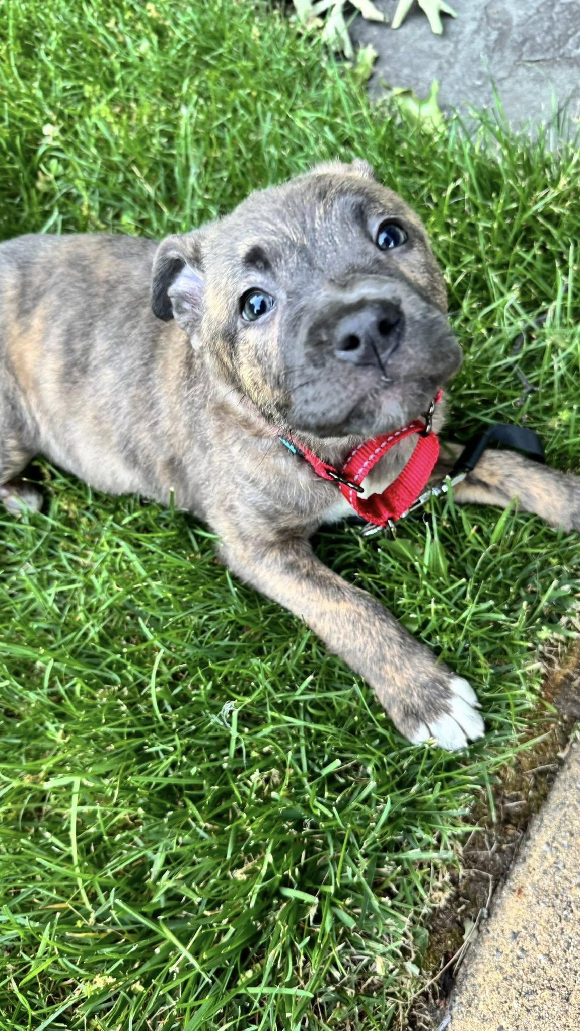 Enlarge Juniper, a ADOPTABLE mixed breed in Riverdale, NJ image 4/6
