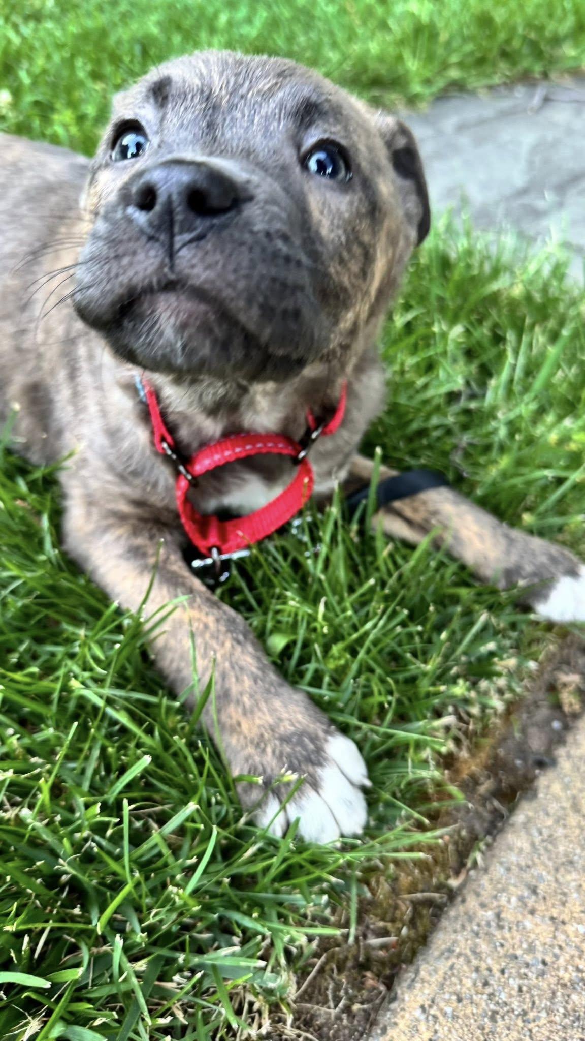 Enlarge Juniper, a ADOPTABLE mixed breed in Riverdale, NJ image 5/6