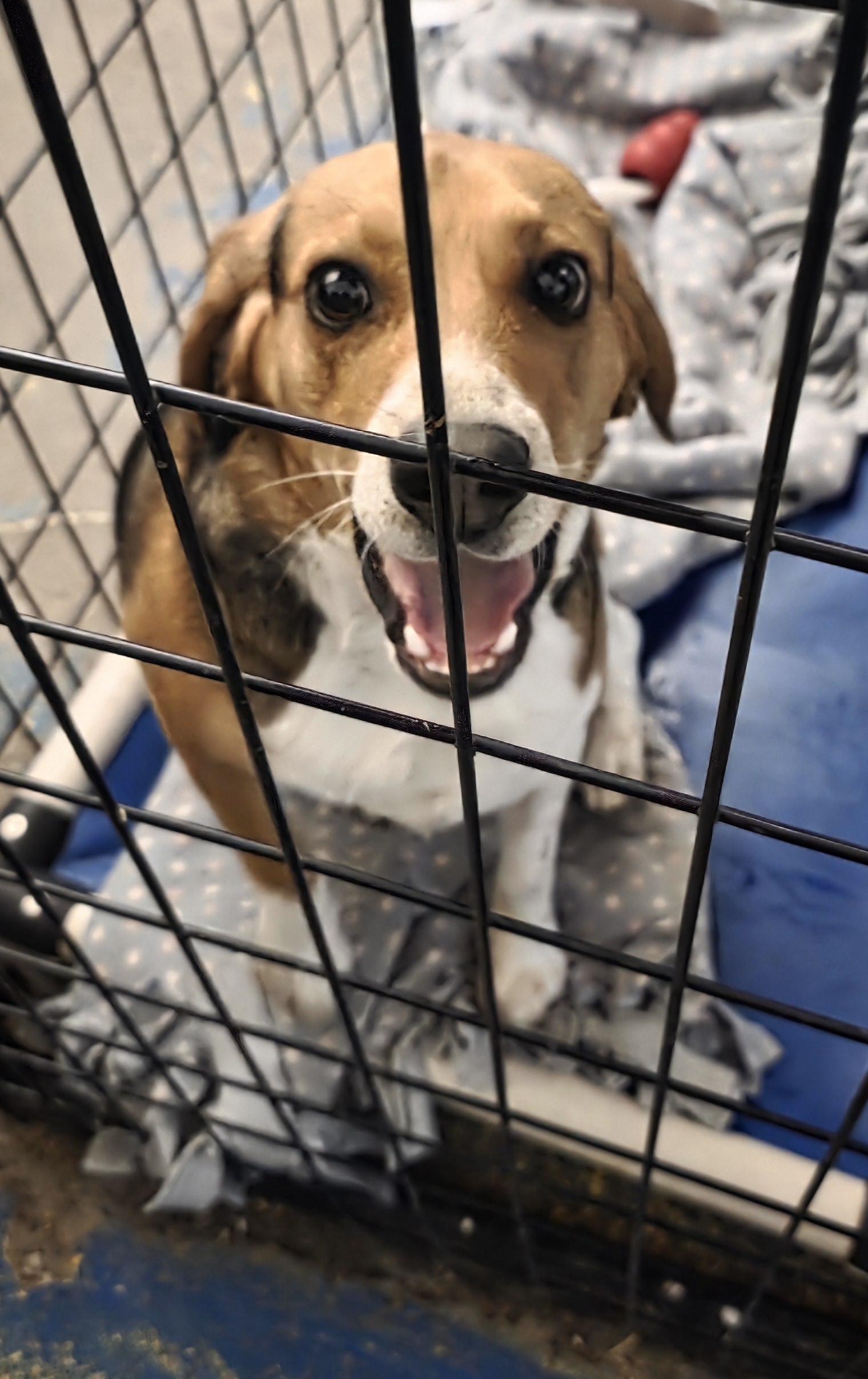 Enlarge Scotty, an adopted Beagle in Billings, MT image 1/1