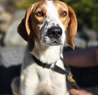 Ryder, Young Male Treeing Walker Coonhound