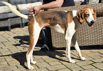 Ryder, a Adopted Treeing Walker Coonhound in Canterbury, CT image 2/6