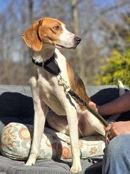 Ryder, a Adopted Treeing Walker Coonhound in Canterbury, CT image 3/6
