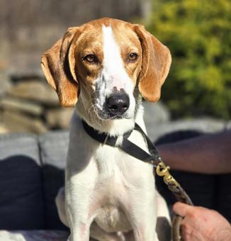 Ryder, a Adopted Treeing Walker Coonhound in Canterbury, CT image 4/6