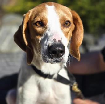 Ryder, a Adopted Treeing Walker Coonhound in Canterbury, CT image 5/6