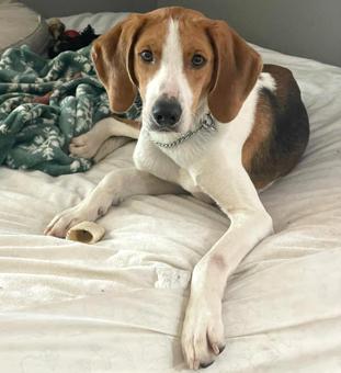 Ryder, a Adopted Treeing Walker Coonhound in Canterbury, CT image 6/6