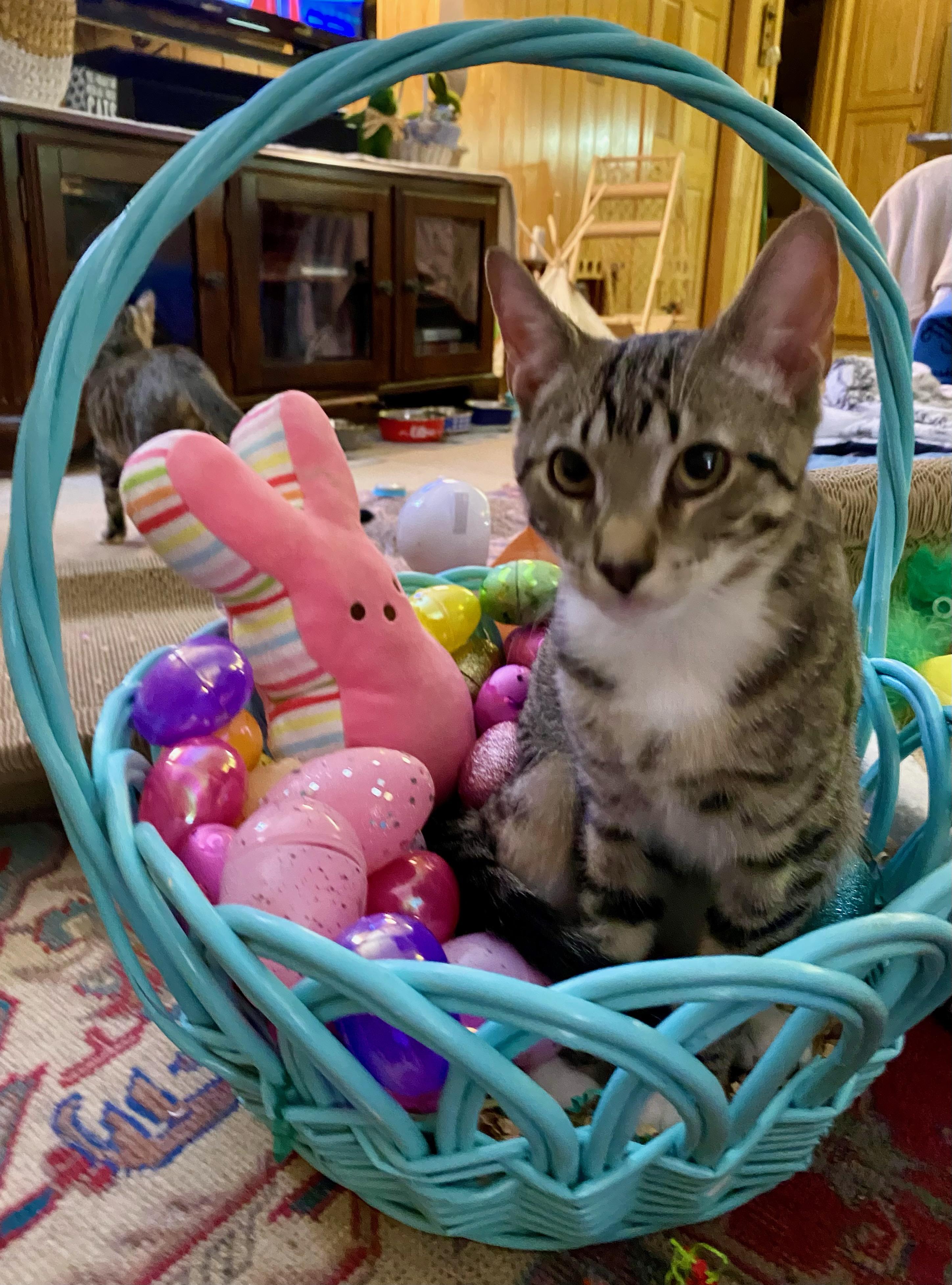 Ollie (and Chesnut) — thumbnail 3