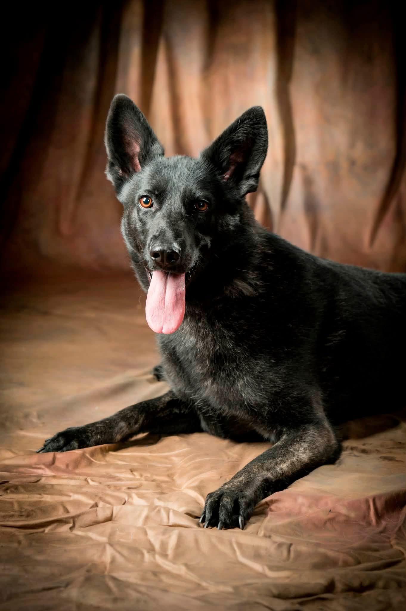 Enlarge Naomi, a Adoptable German Shepherd Dog in Kannapolis, NC image 6/6