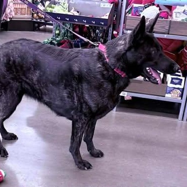 Naomi, a Adoptable German Shepherd Dog in Kannapolis, NC image 1/5