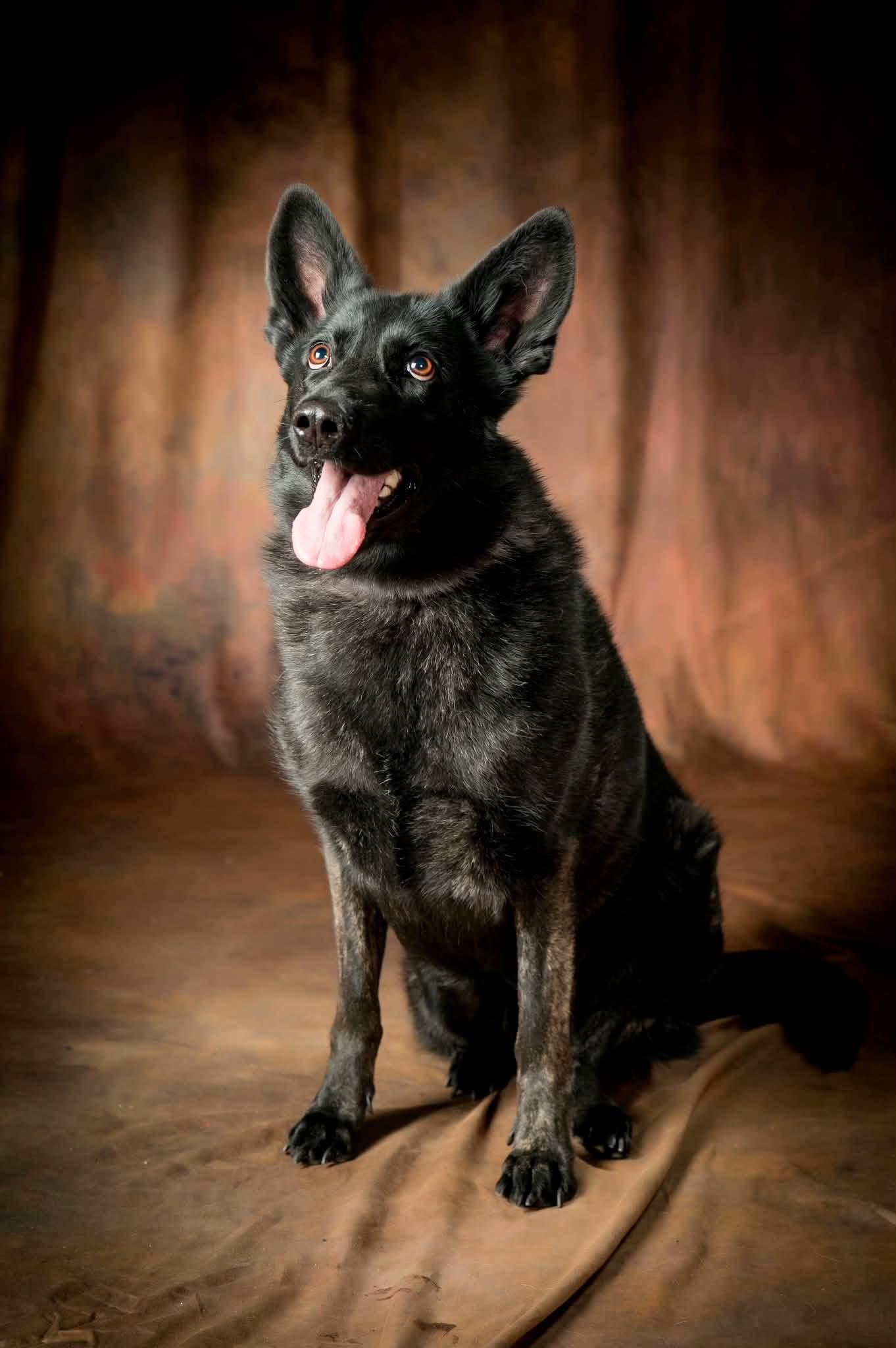 Naomi, Adoptable, Young Female German Shepherd Dog.