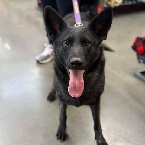 Naomi, Adoptable, Adult Female German Shepherd Dog.