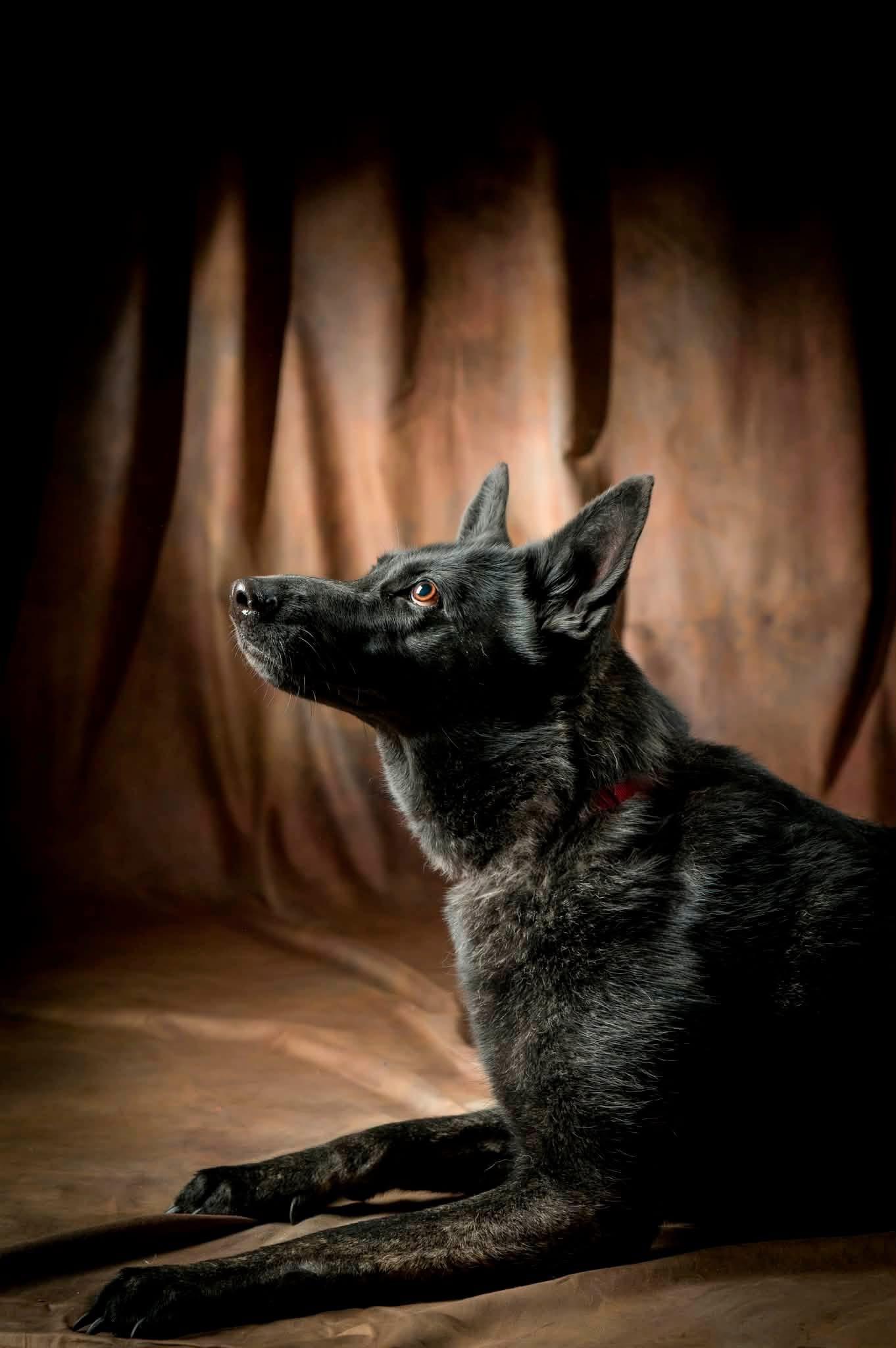Enlarge Naomi, a Adoptable German Shepherd Dog in Kannapolis, NC image 5/6
