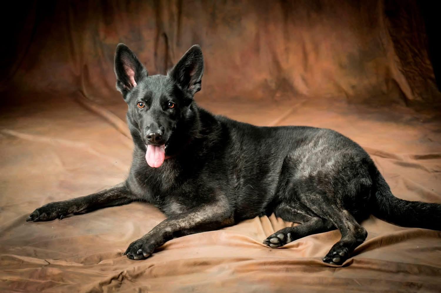 Enlarge Naomi, a Adoptable German Shepherd Dog in Kannapolis, NC image 4/6