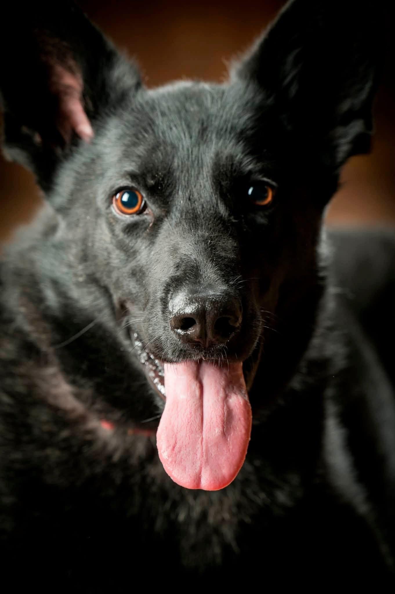 Enlarge Naomi, a Adoptable German Shepherd Dog in Kannapolis, NC image 3/6