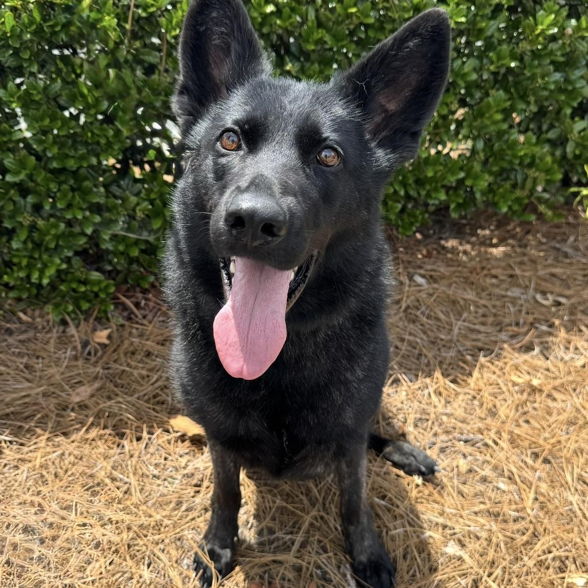 Naomi, Adoptable, Young Female German Shepherd Dog.