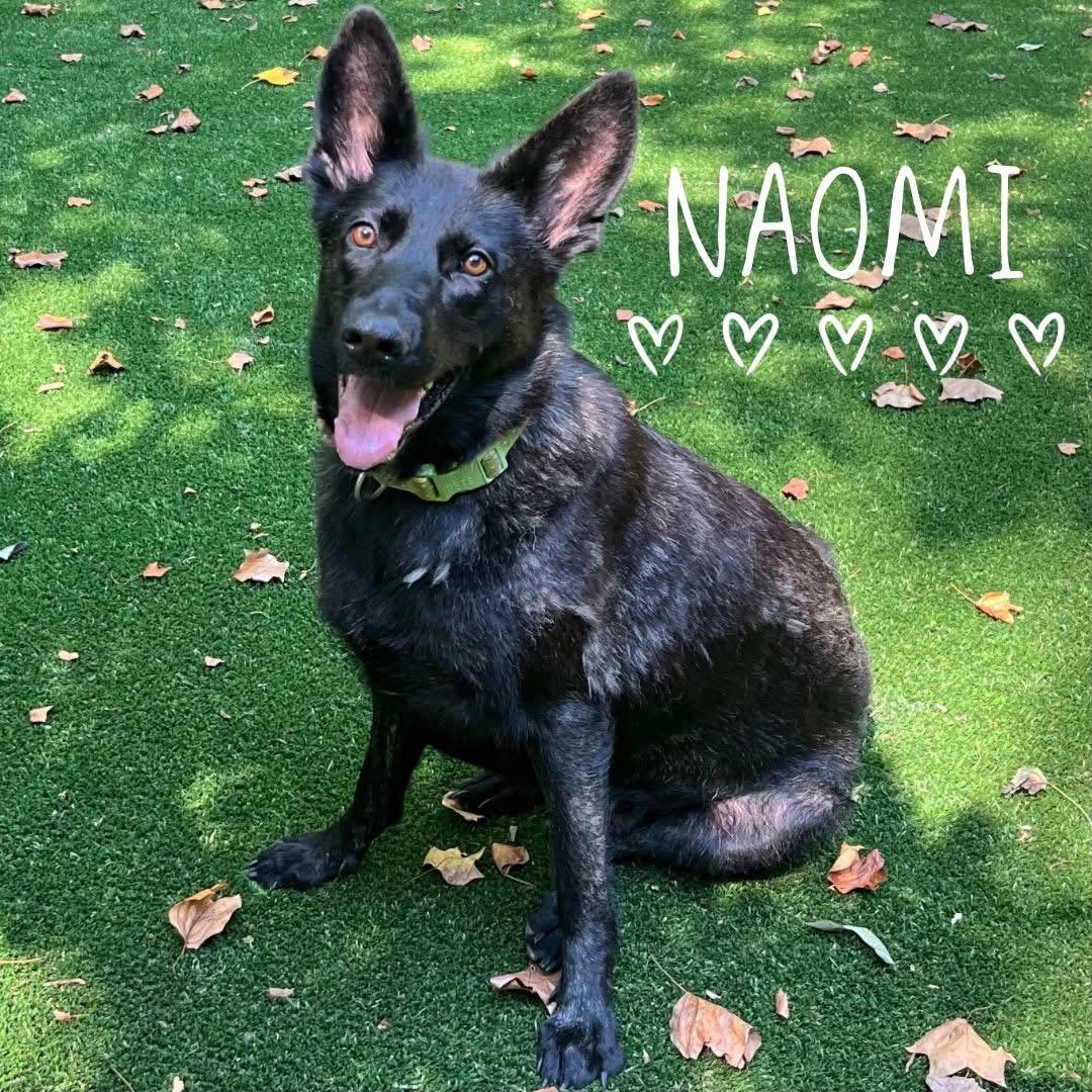 Naomi, a Adoptable German Shepherd Dog in Kannapolis, NC image 5/5