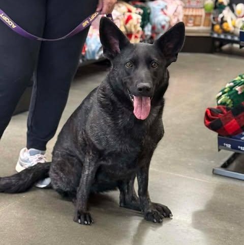 Naomi, a Adoptable German Shepherd Dog in Kannapolis, NC image 3/5