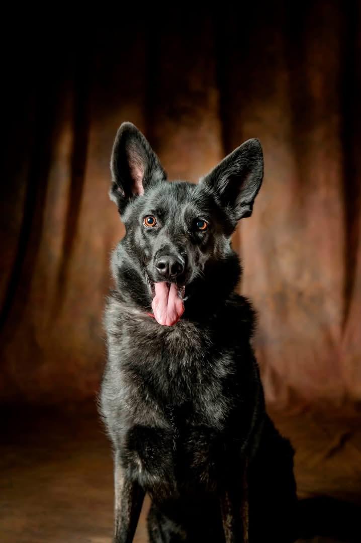 Enlarge Naomi, a Adoptable German Shepherd Dog in Kannapolis, NC image 2/6