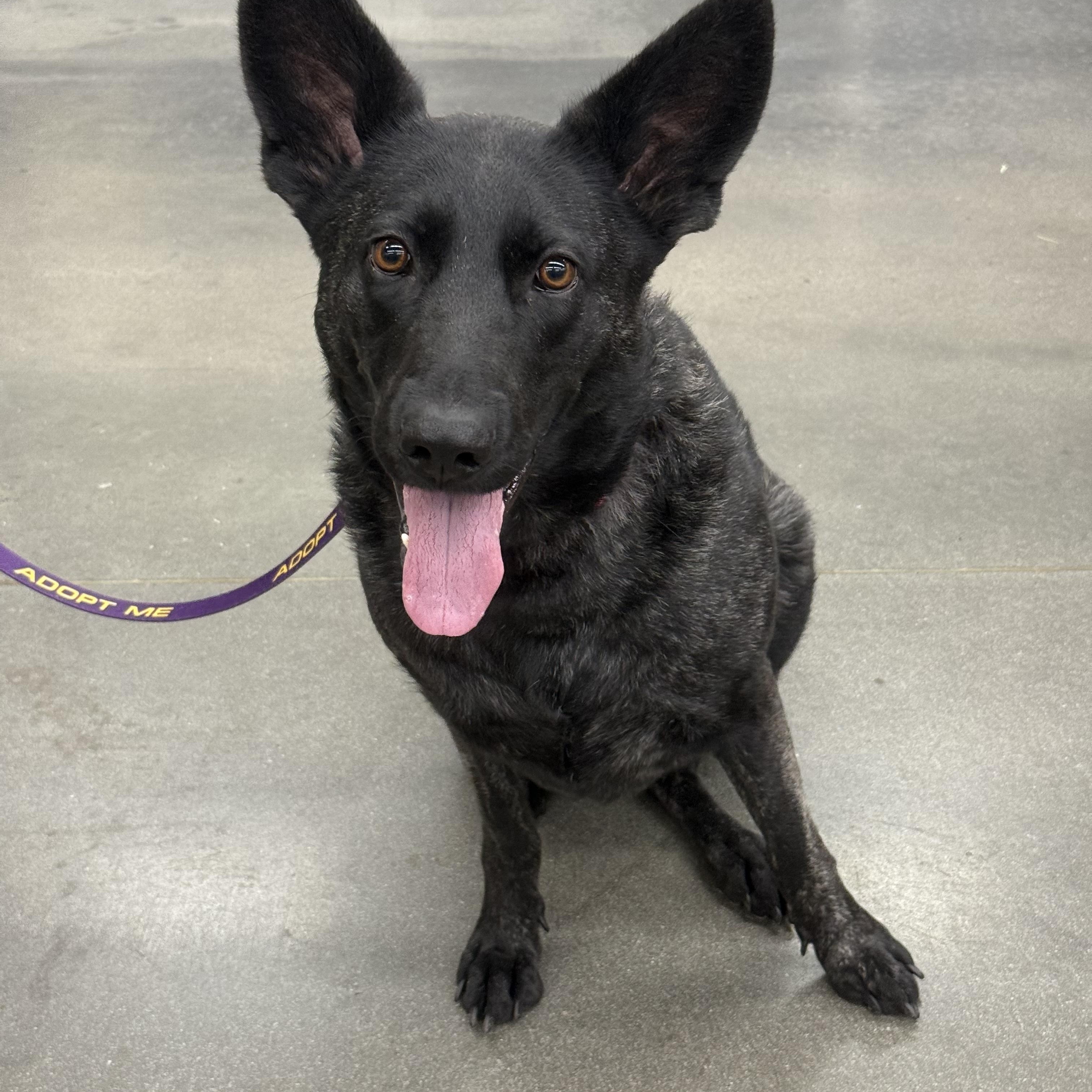 Naomi, Adoptable, Adult Female German Shepherd Dog.