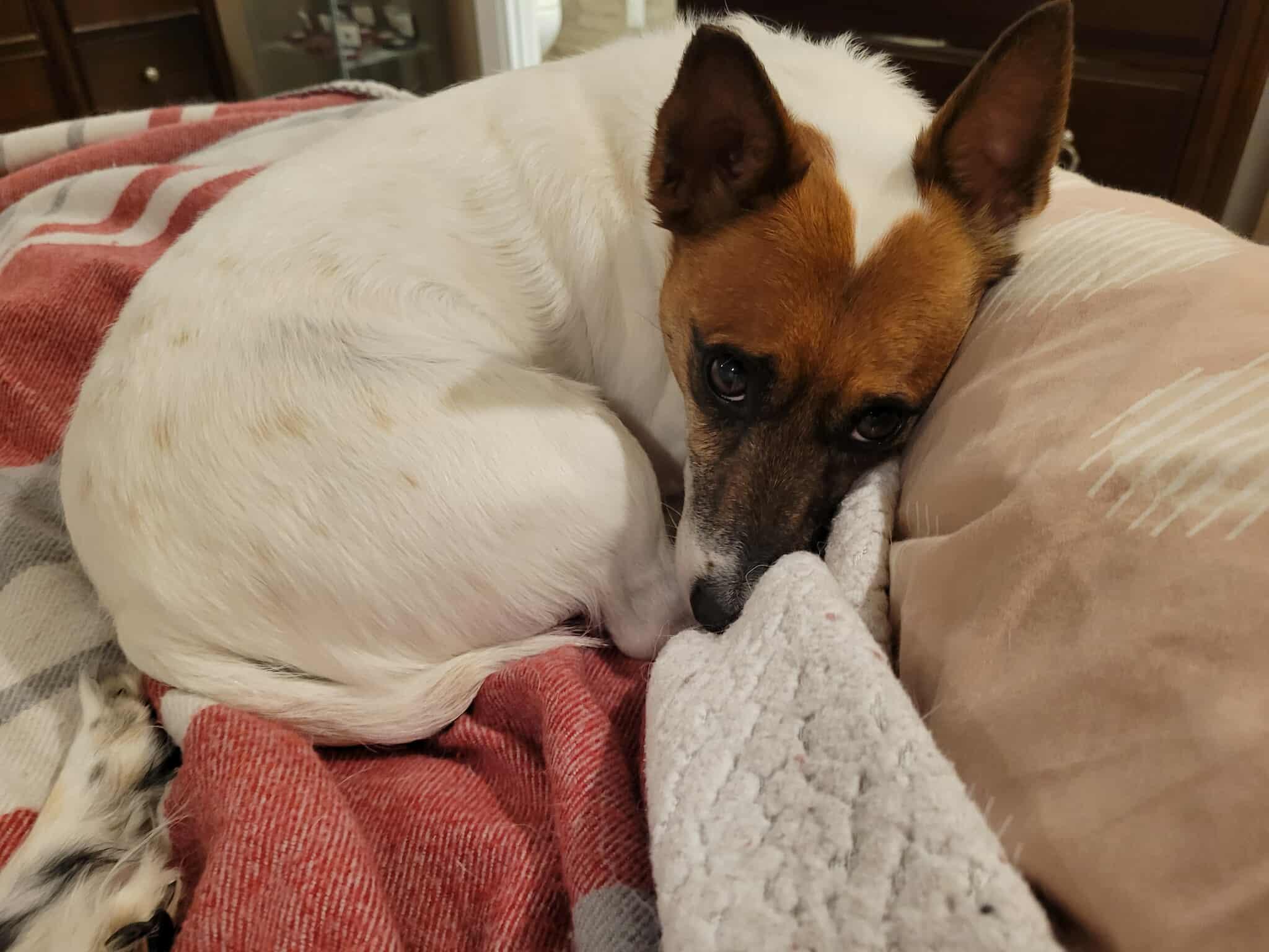 Enlarge Jack, a ADOPTABLE mixed breed in Winnipeg, MB image 2/5