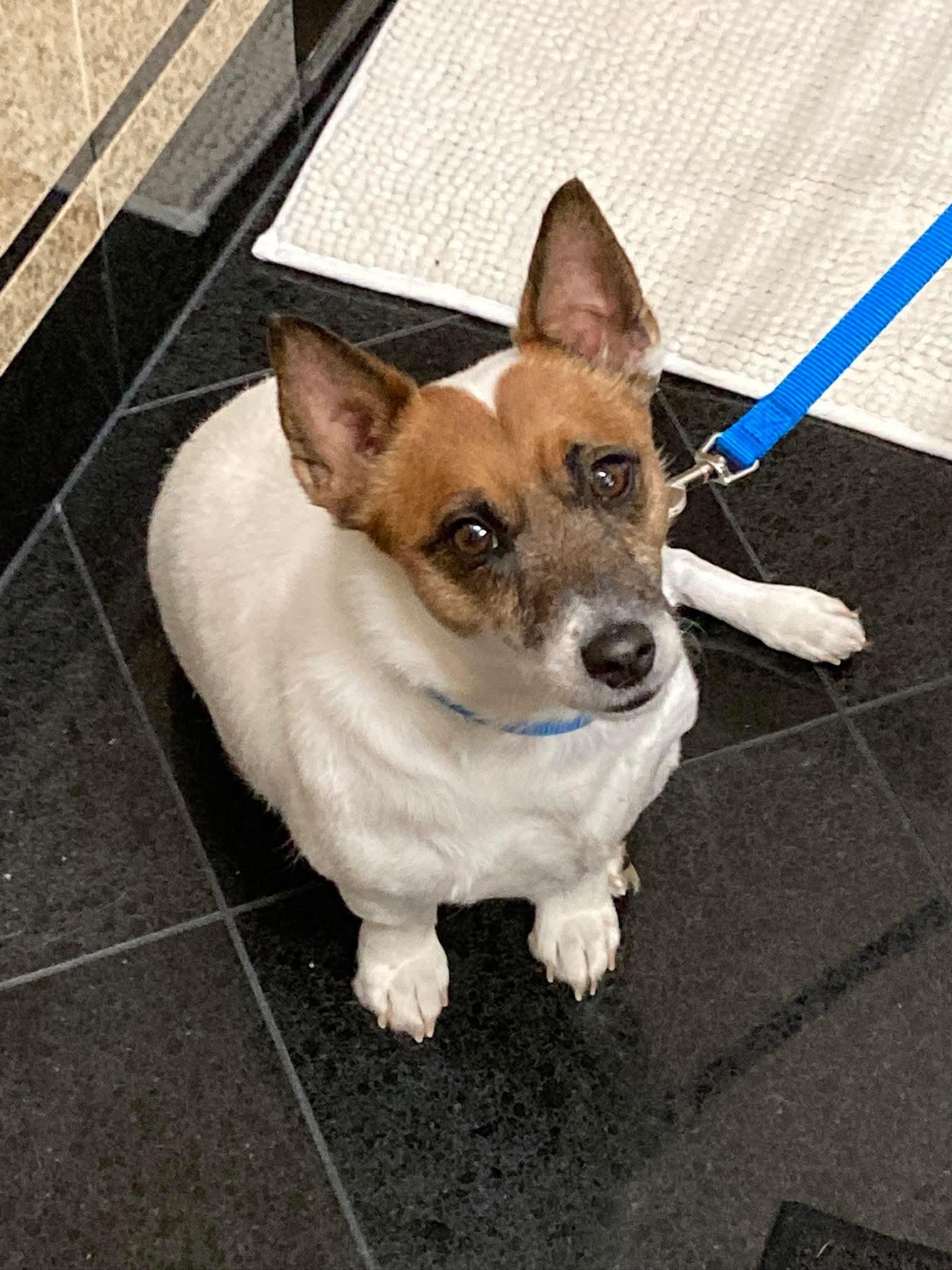 Enlarge Jack, a ADOPTABLE mixed breed in Winnipeg, MB image 4/5