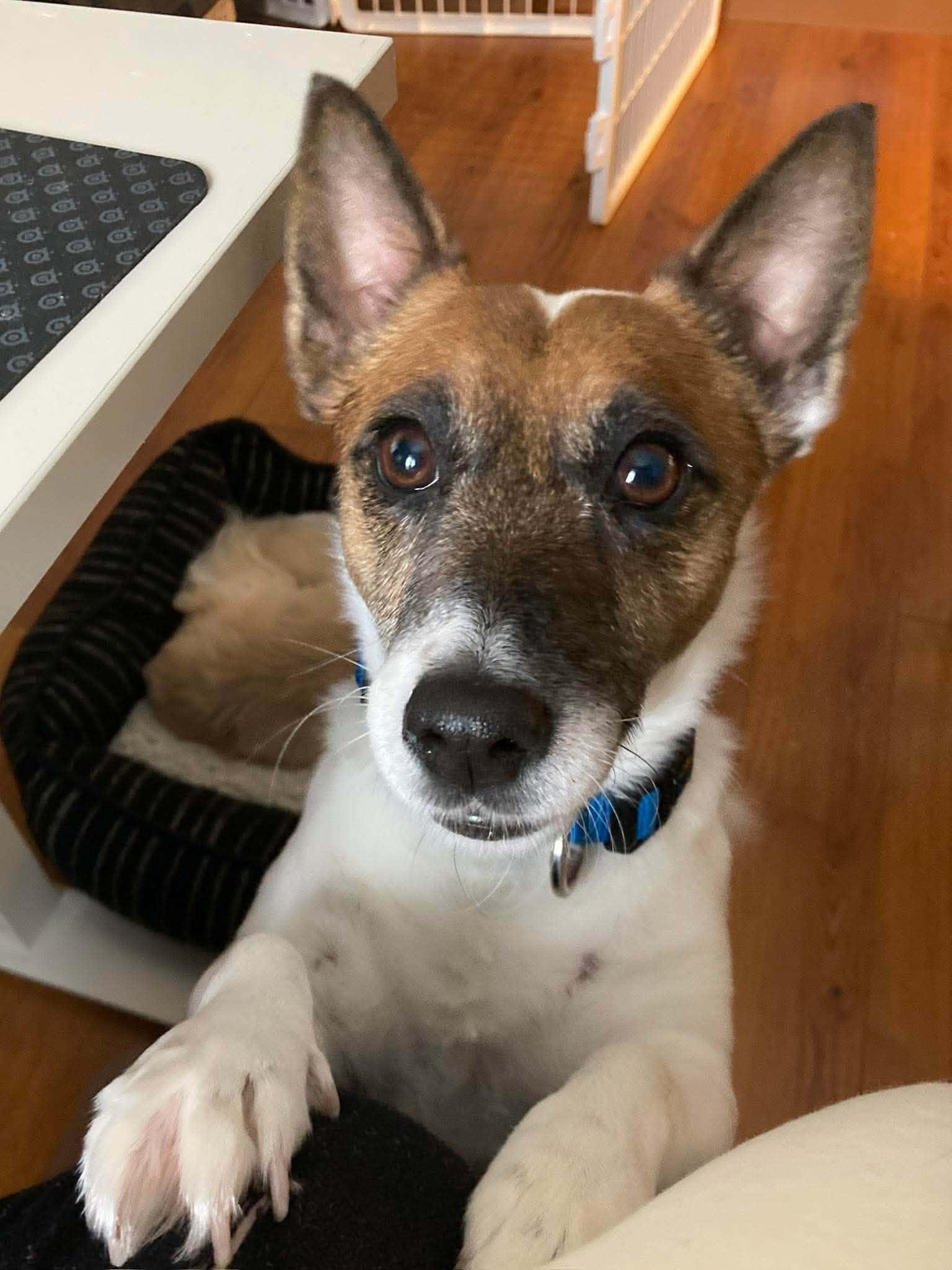 Enlarge Jack, a ADOPTABLE mixed breed in Winnipeg, MB image 1/5