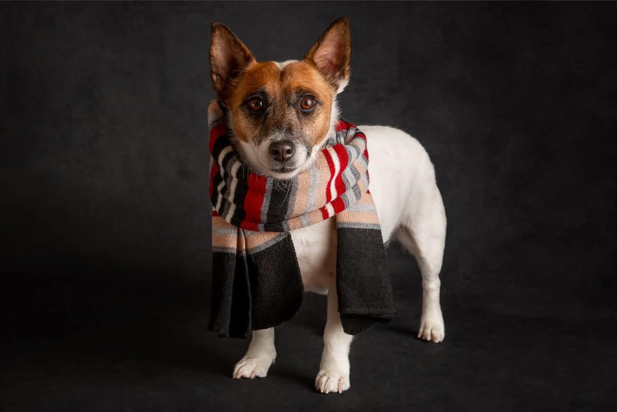 Enlarge Jack, a ADOPTABLE mixed breed in Winnipeg, MB image 5/5