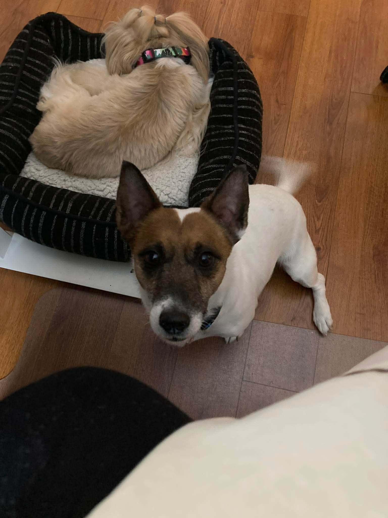 Enlarge Jack, a ADOPTABLE mixed breed in Winnipeg, MB image 3/5