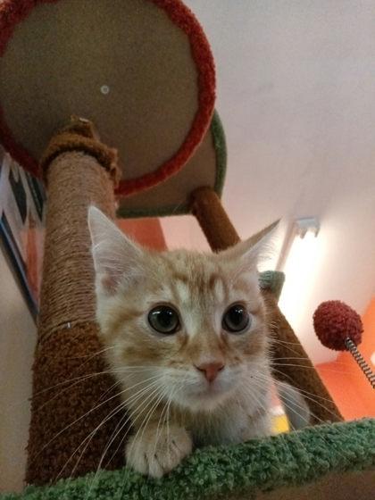 Enlarge Himmel, a Adoptable mixed breed in Scottsbluff, NE image 1/3
