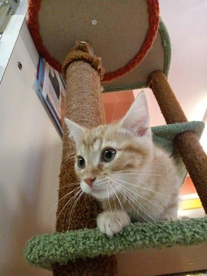 Enlarge Himmel, a Adoptable mixed breed in Scottsbluff, NE image 2/3