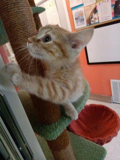 Enlarge Himmel, a Adoptable mixed breed in Scottsbluff, NE image 3/3