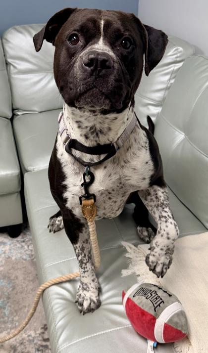 Beefcake, Adoptable, Adult Male Mixed Breed & Mixed Breed.